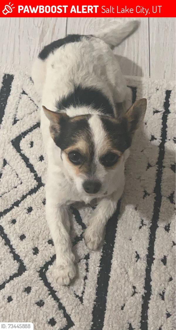 Lost Female Dog last seen Near Calvin dr, Salt Lake City, UT 84120