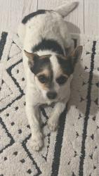 Lost Female Dog last seen Near Calvin dr, Salt Lake City, UT 84120