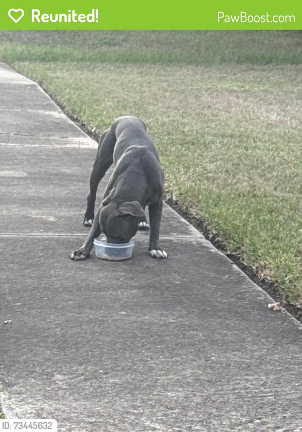 Reunited Male Dog last seen On Downwood Forest Drive, Houston, TX 77088
