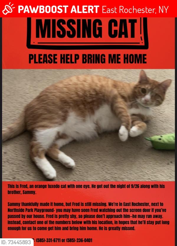 Lost Male Cat last seen Northside Park Playground, East Rochester, NY 14445