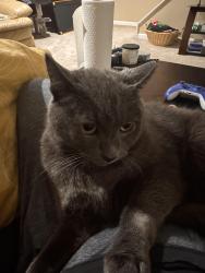 Reunited Male Cat last seen Ricciardi Park, Ambler, PA 19002