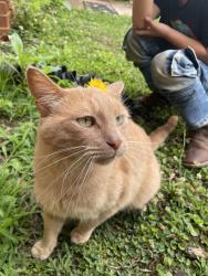 Lost Male Cat last seen Tucker rd, Williamston, SC 29697