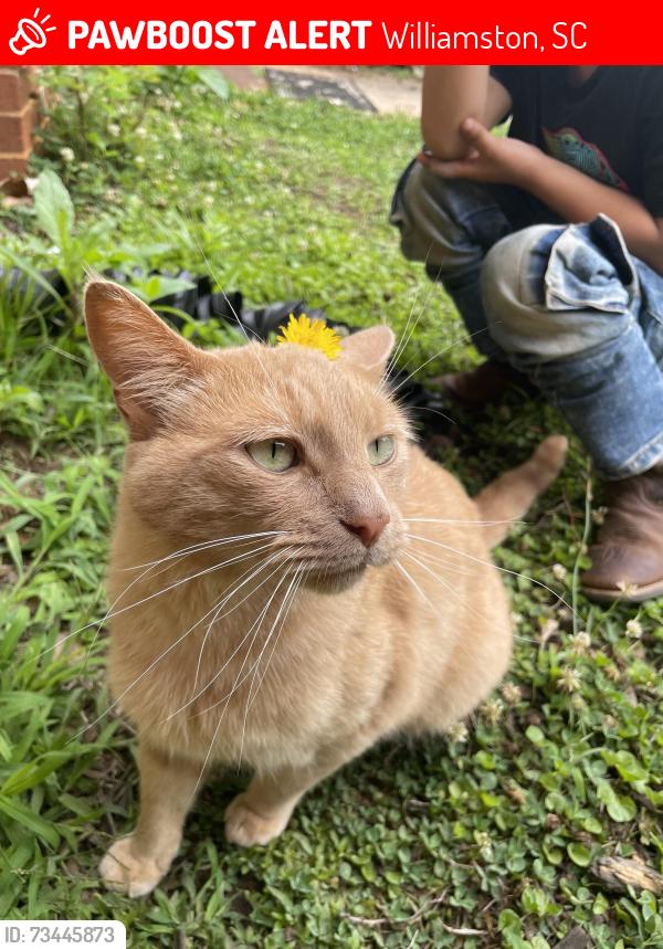 Lost Male Cat last seen Tucker rd, Williamston, SC 29697