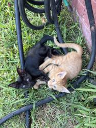 Found/Stray Unknown Cat last seen Mobberly Ave, Longview, TX 75602