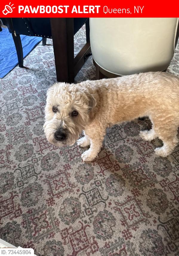Lost Male Dog last seen Woodhaven bridge. 88th st glendale, Queens, NY 11385