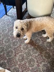 Lost Male Dog last seen Woodhaven bridge. 88th st glendale, Queens, NY 11385