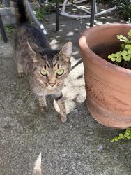Found/Stray Unknown Cat last seen Pinecrest circle, Maryville, TN 37803