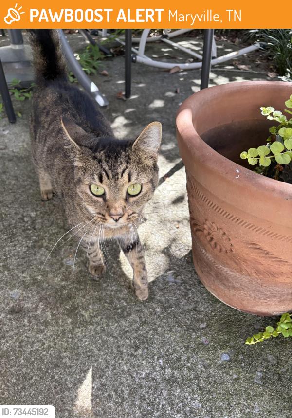 Found/Stray Unknown Cat last seen Pinecrest circle, Maryville, TN 37803
