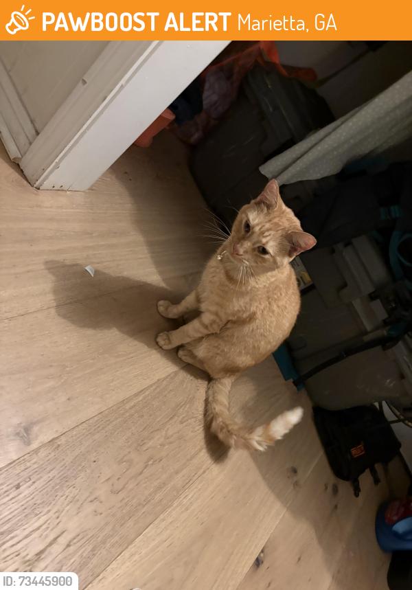 Found/Stray Female Cat last seen Near Franklin Gateway SE Marietta, GA 30067 United States, Marietta, GA 30067