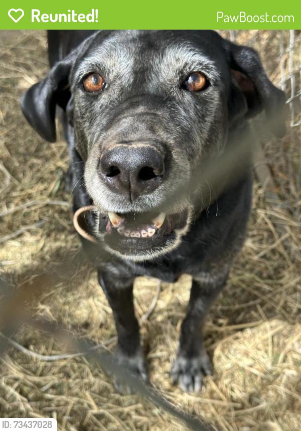 Reunited Female Dog last seen Hughson ca., E Keyes Rd, CA 95316