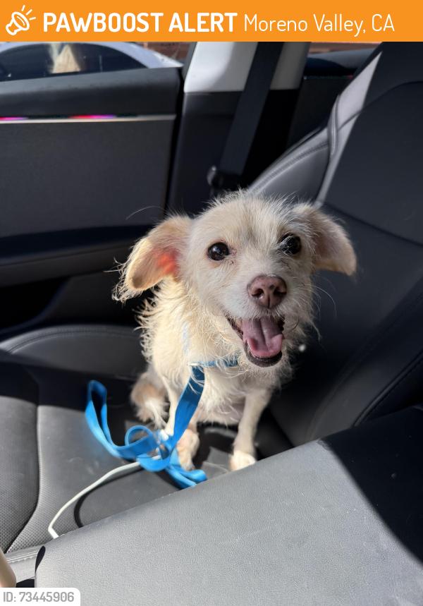 Found/Stray Female Dog last seen Canyons Springs Parkway and Day Street Moreno Valley, CA near Starbucks, Moreno Valley, CA 92553