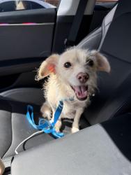Found/Stray Female Dog last seen Canyons Springs Parkway and Day Street Moreno Valley, CA near Starbucks, Moreno Valley, CA 92553