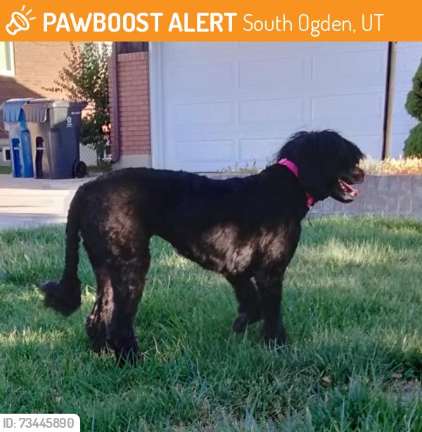 Found/Stray Unknown Dog last seen Panorama & Nancy, South Ogden, UT 84403