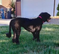 Found/Stray Unknown Dog last seen Panorama & Nancy, South Ogden, UT 84403