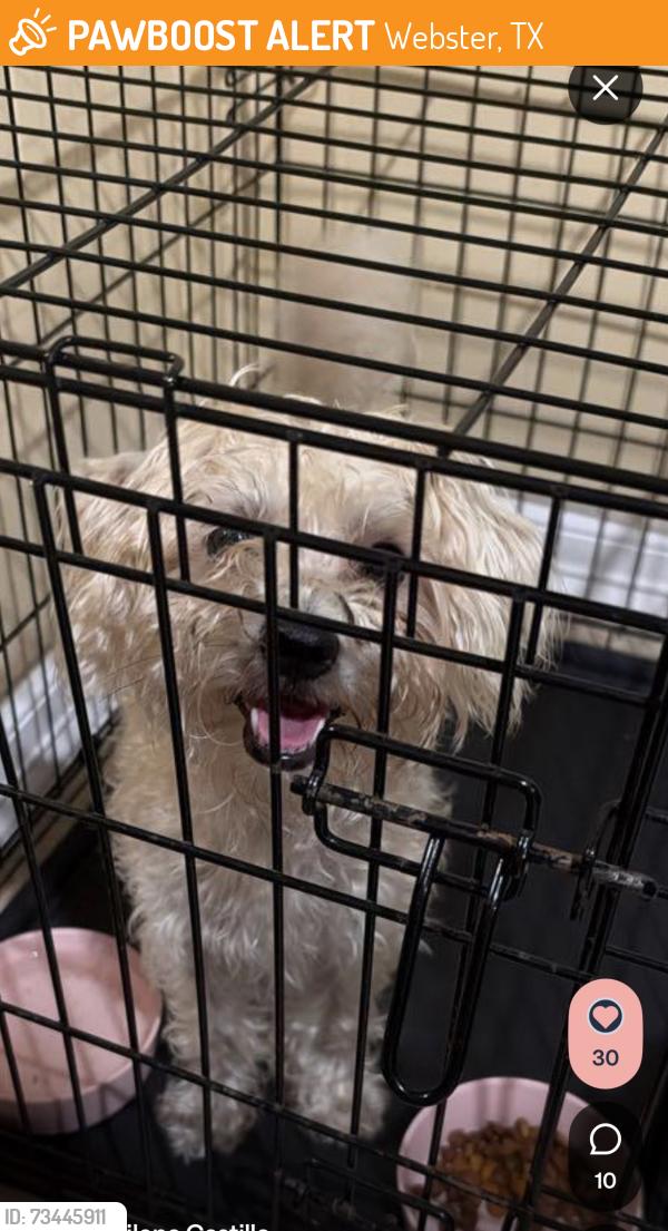 Found/Stray Female Dog last seen Bowspirit, Webster, TX 77062