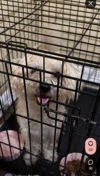 Found/Stray Female Dog last seen Bowspirit, Webster, TX 77062
