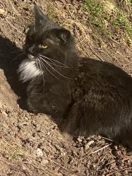 Lost Female Cat last seen Kern / Orion Rd, Lake Orion, MI 48362