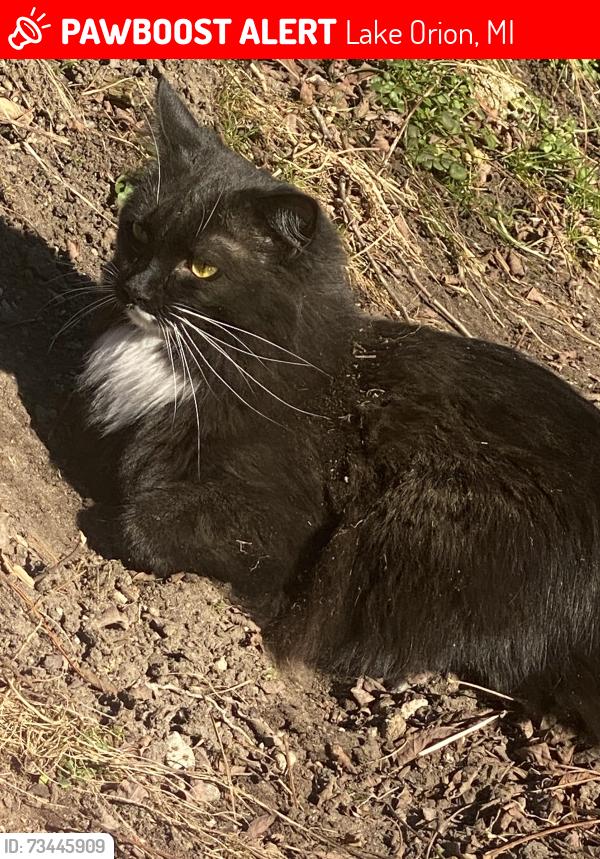 Lost Female Cat last seen Kern / Orion Rd, Lake Orion, MI 48362