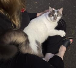 Found/Stray Unknown Cat last seen Westwood and Bear Tavern, near golf course, Ewing Township, NJ 08628