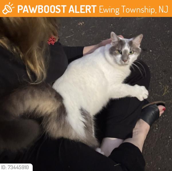 Found/Stray Unknown Cat last seen Westwood and Bear Tavern, near golf course, Ewing Township, NJ 08628
