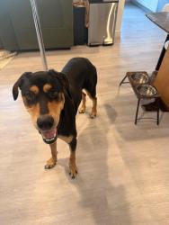 Lost Male Dog last seen Near Blackburn Avenue Los Angeles, Los Angeles, CA 90048