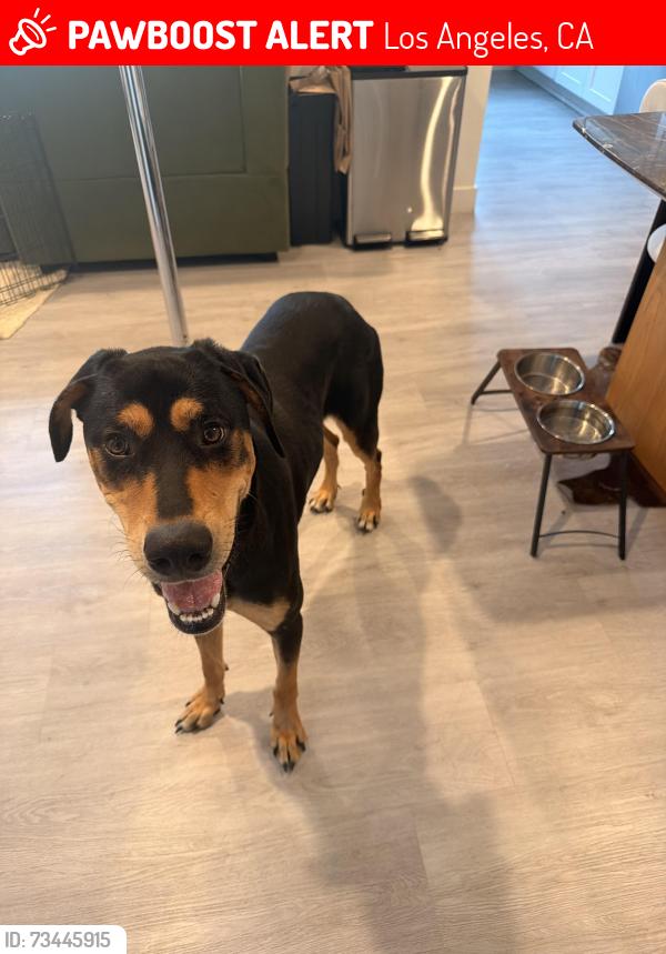 Lost Male Dog last seen Near Blackburn Avenue Los Angeles, Los Angeles, CA 90048