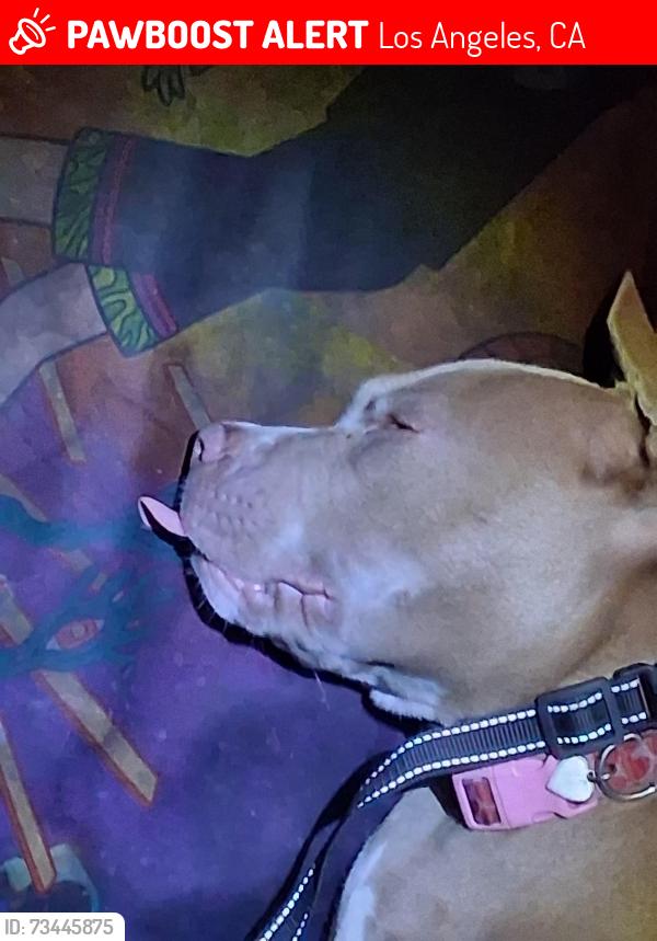 Lost Female Dog last seen Near Tarelton ave and 21st st, Los Angeles, CA 90011