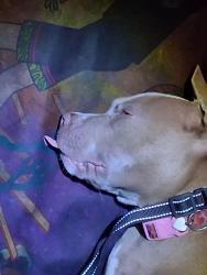 Lost Female Dog last seen Near Tarelton ave and 21st st, Los Angeles, CA 90011