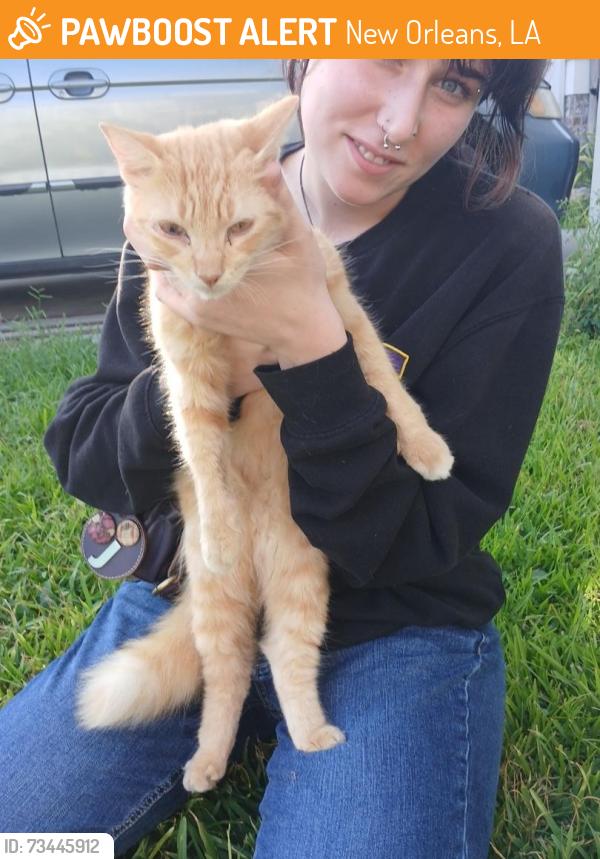 Found/Stray Unknown Cat last seen Castine, New Orleans, LA 70119