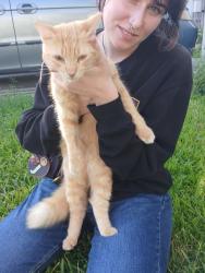 Found/Stray Unknown Cat last seen Castine, New Orleans, LA 70119