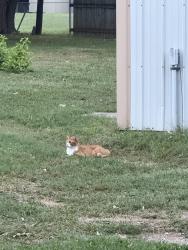 Found/Stray Unknown Cat last seen South Ingram Mill Road, Springfield, MO 65802