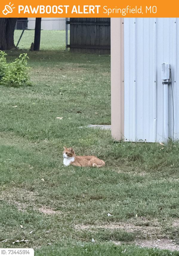 Found/Stray Unknown Cat last seen South Ingram Mill Road, Springfield, MO 65802