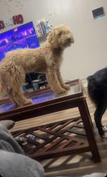 Lost Female Dog last seen Haw Branch Rd, Mike's Farm, Beulaville, NC 28518