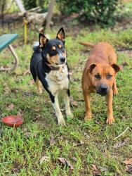 Lost Male Dog last seen Turkey mountain rd near Enon Baptist church, Rome, GA 30161