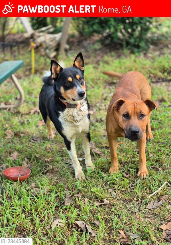 Lost Male Dog last seen Turkey mountain rd near Enon Baptist church, Rome, GA 30161