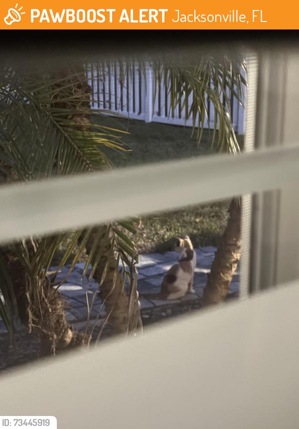 Found/Stray Unknown Cat last seen Scott Mill Rd and Little Creek Lane, Jacksonville, FL 32223