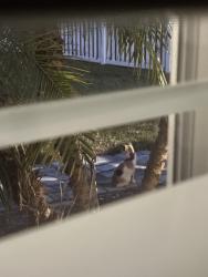 Found/Stray Unknown Cat last seen Scott Mill Rd and Little Creek Lane, Jacksonville, FL 32223