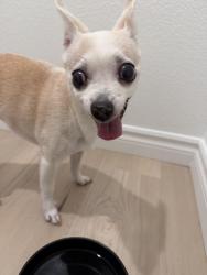 Found/Stray Female Dog last seen Ann and Shaumber Rd, Las Vegas, NV 89166