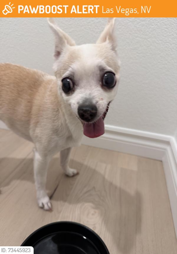Found/Stray Female Dog last seen Ann and Shaumber Rd, Las Vegas, NV 89166