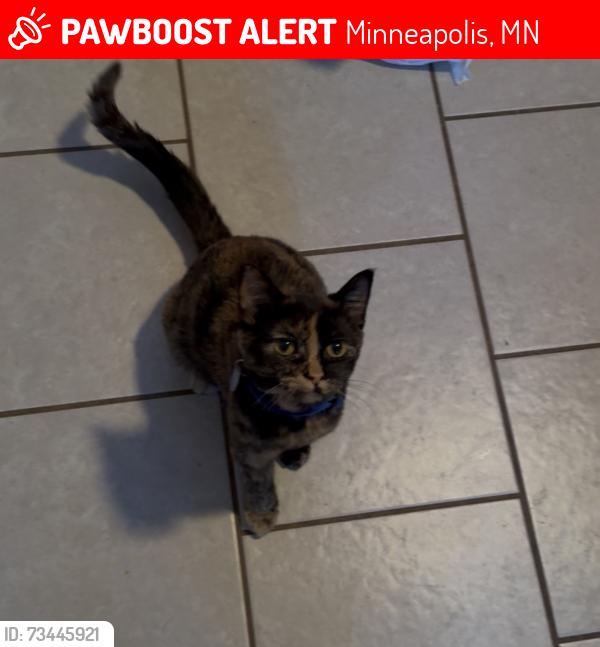 Lost Female Cat last seen 51st Ave N & Queen Avenue N, Minneapolis, MN 55430