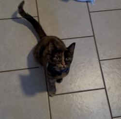 Lost Female Cat last seen 51st Ave N & Queen Avenue N, Minneapolis, MN 55430
