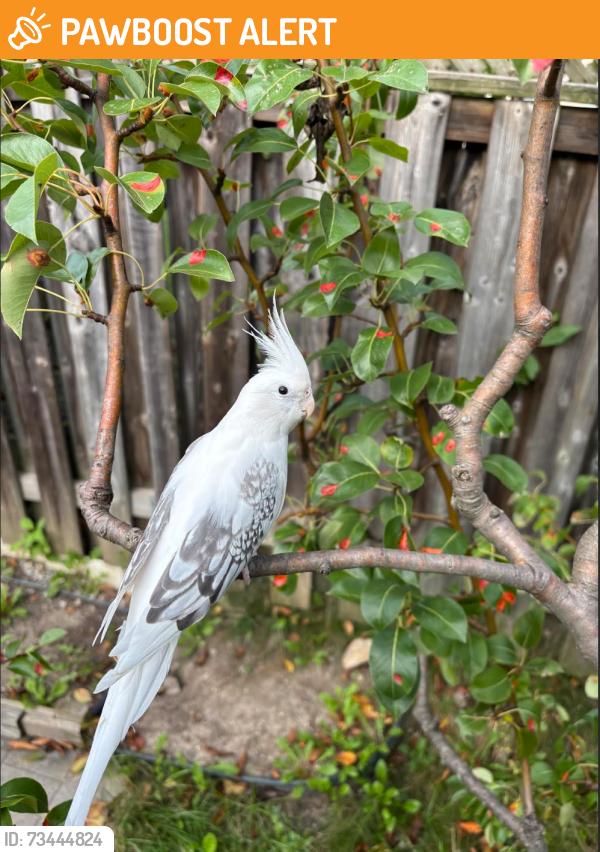 Found/Stray Unknown Bird last seen richmondhill, Richmond Hill, ON L4B 4G2
