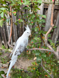 Found/Stray Unknown Bird last seen richmondhill, Richmond Hill, ON L4B 4G2