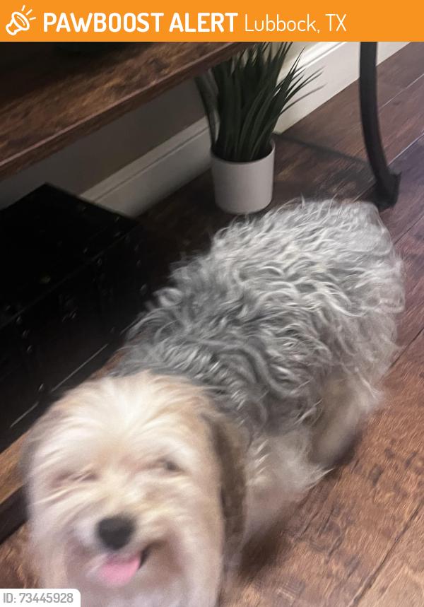 Found/Stray Unknown Dog last seen hmstd Avenue & 90th Street, Lubbock, Tx, Usa, Lubbock, TX 79424