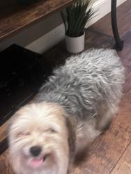 Found/Stray Unknown Dog last seen hmstd Avenue & 90th Street, Lubbock, Tx, Usa, Lubbock, TX 79424