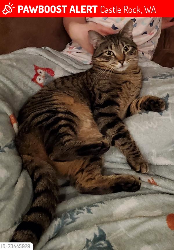 Lost Male Cat last seen S. Silverlake Road, Castle Rock, WA 98611