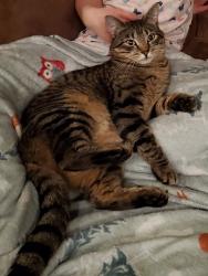 Lost Male Cat last seen S. Silverlake Road, Castle Rock, WA 98611