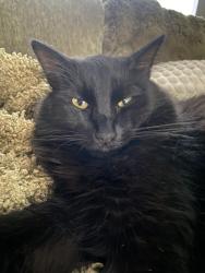 Lost Male Cat last seen Wornall, Kansas City, MO 64131