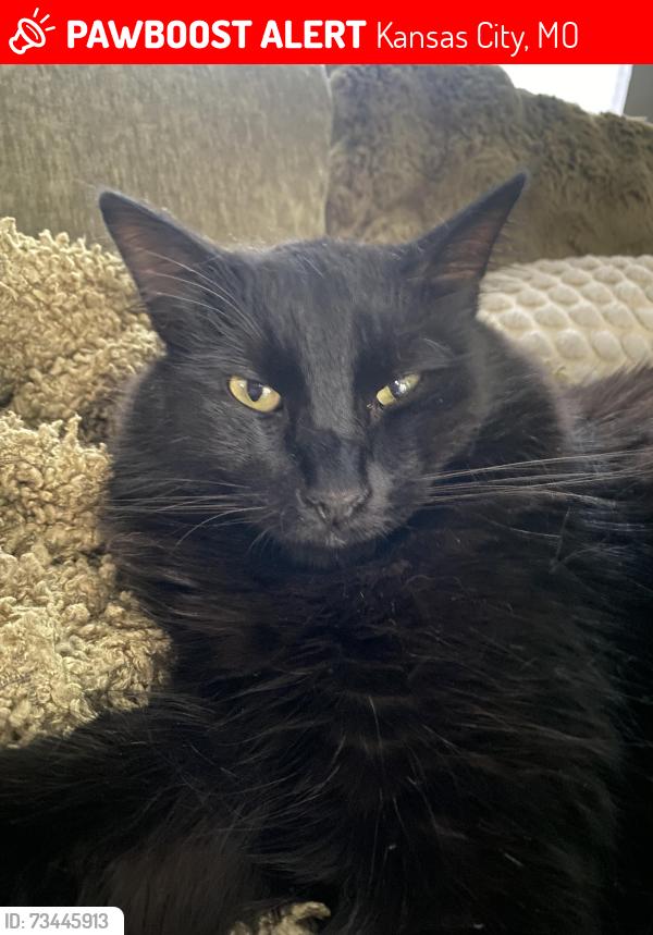 Lost Male Cat last seen Wornall, Kansas City, MO 64131