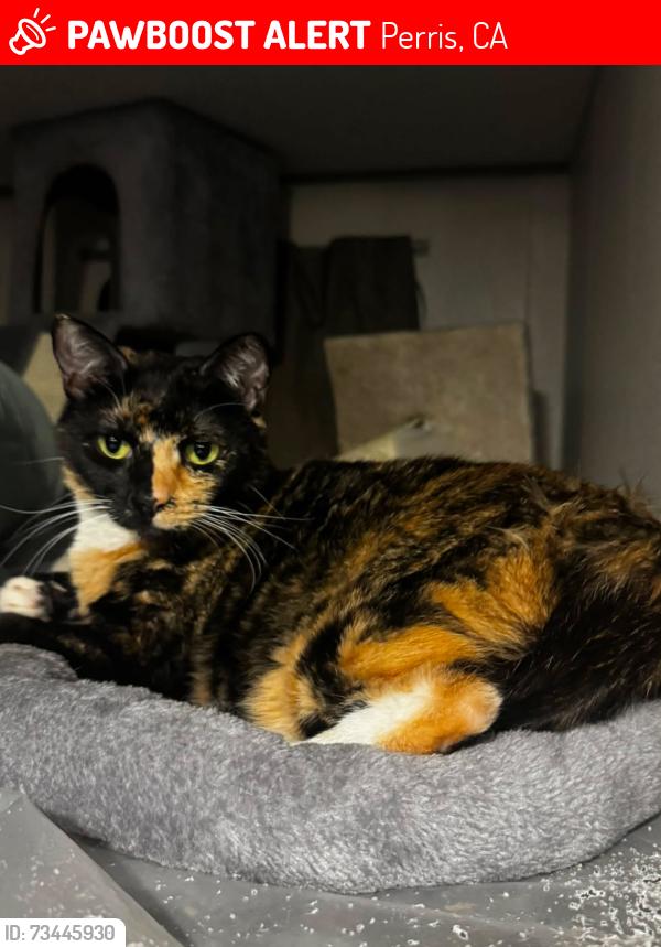 Lost Female Cat last seen marshall and Lopez, Perris, CA 92570